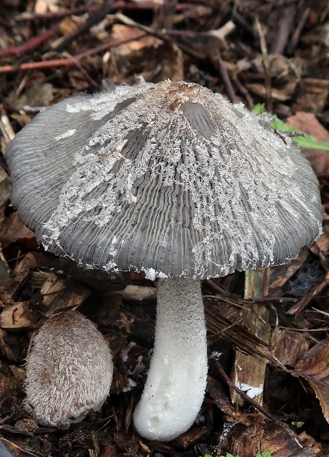 Une photo d'un Coprinopsis lagopus